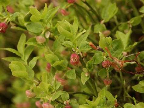 Vaccinium | Blueberry, Cranberry & Huckleberry | Britannica