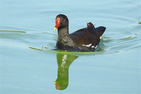 Bird Ornithology Moorhen - Free photo on Pixabay