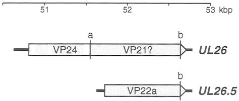 Arrangement of genes UL26 and UL26.5 in the HSV-I genome. The scale ...