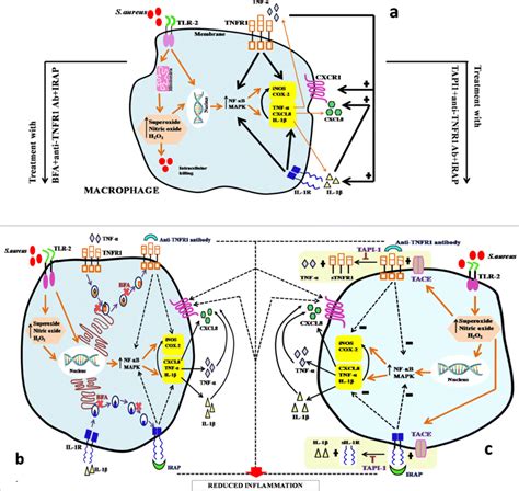 Schematic Representation Of Effects Of Brefeldin A Bfa And B Tapi