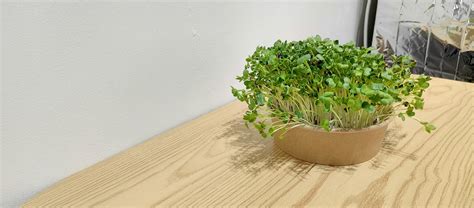 Daikon Radish Microgreen Letsgreen