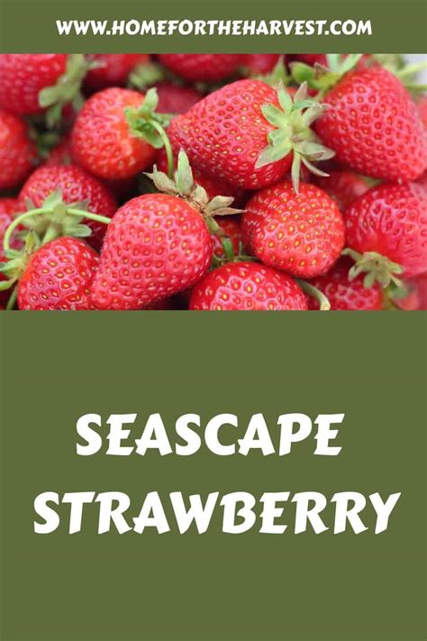 Seascape Strawberry 🍓 🌿 Discover Its Unique Flavor And Growing Needs