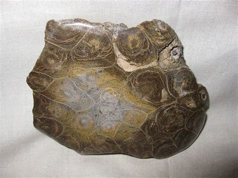 Petoskey Stone #4 | Petoskey stone, Fossils, Petoskey