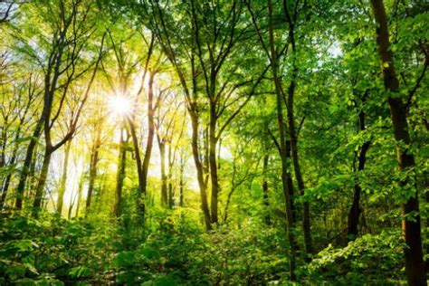 Caracteristicas De Los Bosques Templados