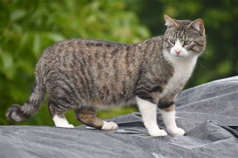 Reprise De La Campagne De St Rilisation Des Chats Errants