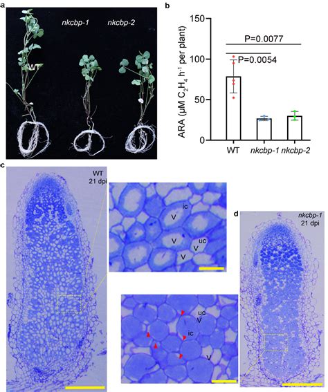 科学网—《自然—植物》：中科院微生物所孔照胜团队揭示驱动蛋白nkcbp调控根瘤菌内共生的分子细胞机制 小柯生命的博文