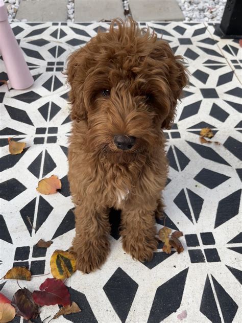 Teddy’s first groom! Before and after. : r/labradoodles