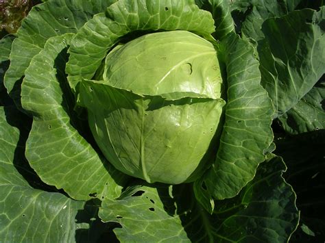 Can You Plant Cabbage With Onions At Woodrow Girard Blog