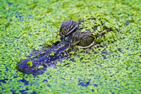 Alligator With Baby Alligator Stock Photo Image Of Alligator Nature