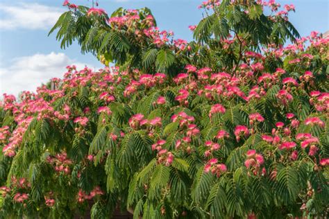 Comment Semer L Arbre Soie Au Jardin