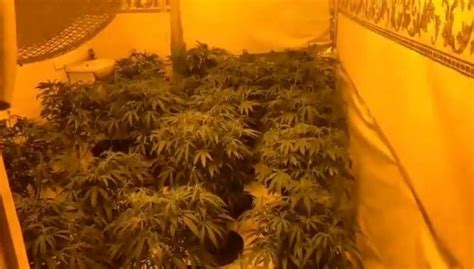 Man Arrested In South Shore Blackpool After Police Discover Huge Cannabis Farm Lytham St Annes