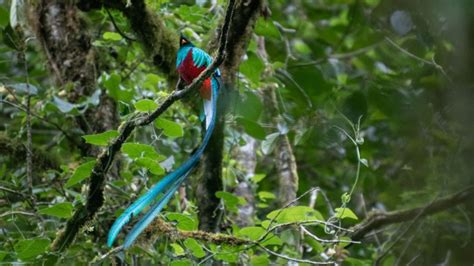 Fotos Volcanes Cenotes Cataratas Y El Bellísimo Pájaro Quetzal