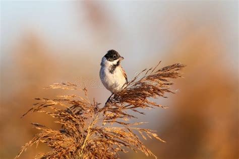 A Male the Common Reed Bunting Stock Image - Image of grey, nature ...