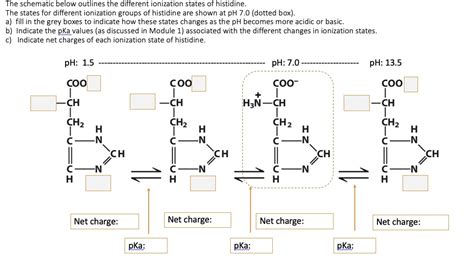 Solved The Schematic Below Outlines The Different Ionization States Of