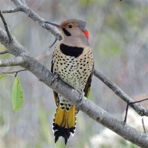 Male Northern Flicker Northern Flicker Birds Love Birds