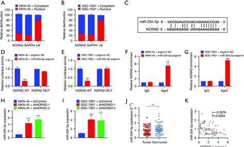 NORAD Directly Targets MiR 204 5p In GC A B The Nuclear And