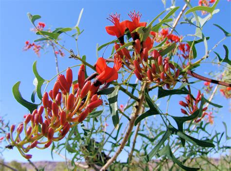 Batswing Coral Tree Ausemade