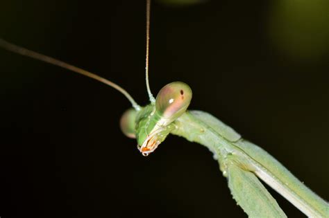 X Wallpaper Green Praying Mantis Peakpx