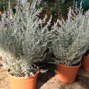 Eremophila Nivea Centrovivai Garden Center