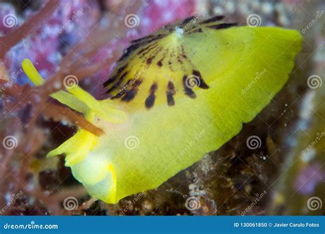 Nudibranchs in Their Habitat Stock Photo - Image of antiguo, forest: 130061850