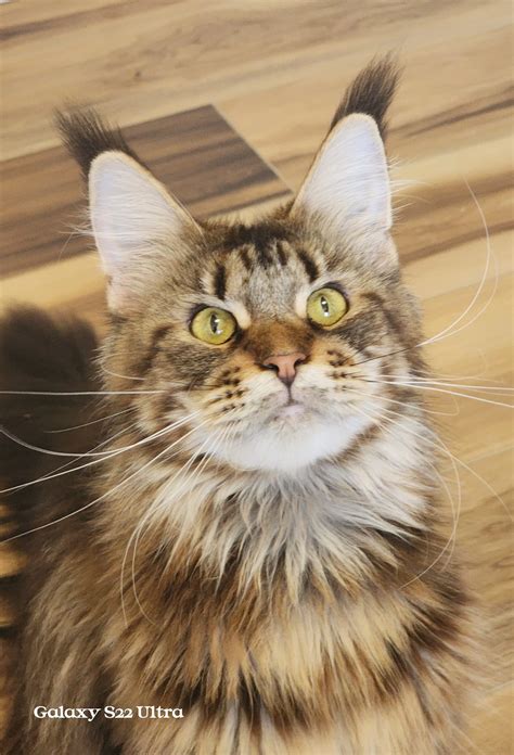 Buying a Maine Coon Cat in California – Price, FAQ & Info