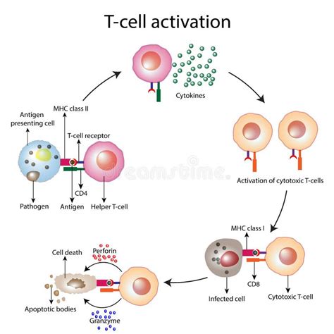 T Cell Activation Diagram T Lymphocytes Helper T Cell And Cytotoxic T