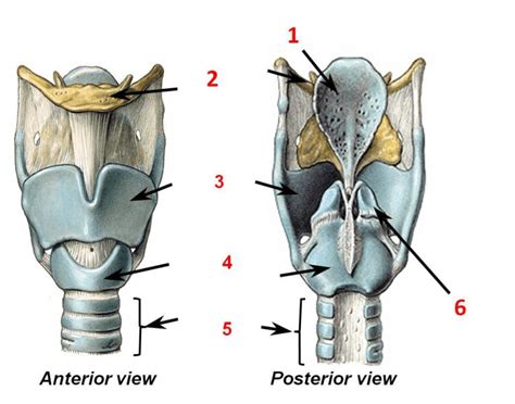 Larynx Phonation Flashcards Memorang