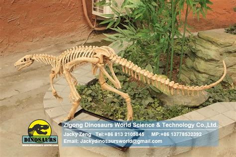 Life Size Eoraptor Skeleton - Zigong Dinosaurs World Science ...