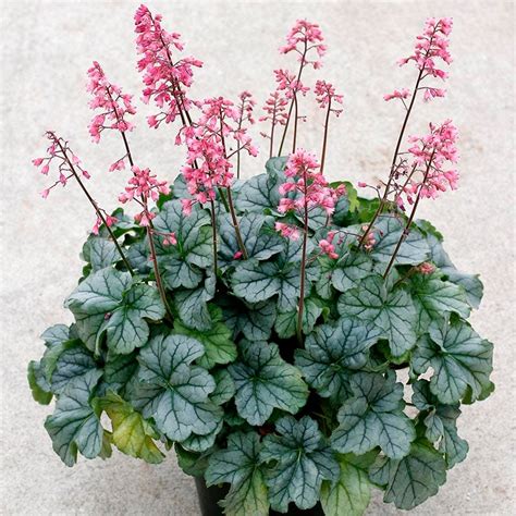 Coral Bells, Perennials, Heuchera - American Meadows