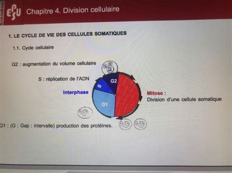 Kaarten Cess Biologie Le Cycle Cellulaire Quizlet