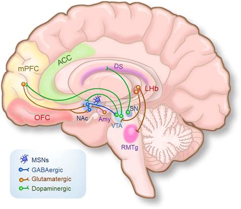 A Simplified Schematic Of The Reward Circuit In The Human Brain Acc