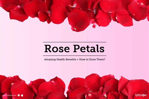 Rose Petals Amazing Health Benefits How To Store Them By Dr