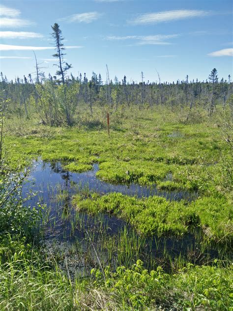 Free Stock Photo Of Bog Forest Green