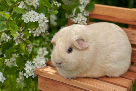 Charming Guinea Pig Hd Wallpaper In A Beautiful Floral Setting