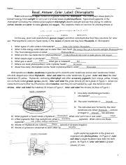 Read Answer Color Label Chloroplast worksheet.pdf - Name: Date: Pd: Read Answer Color Label ...