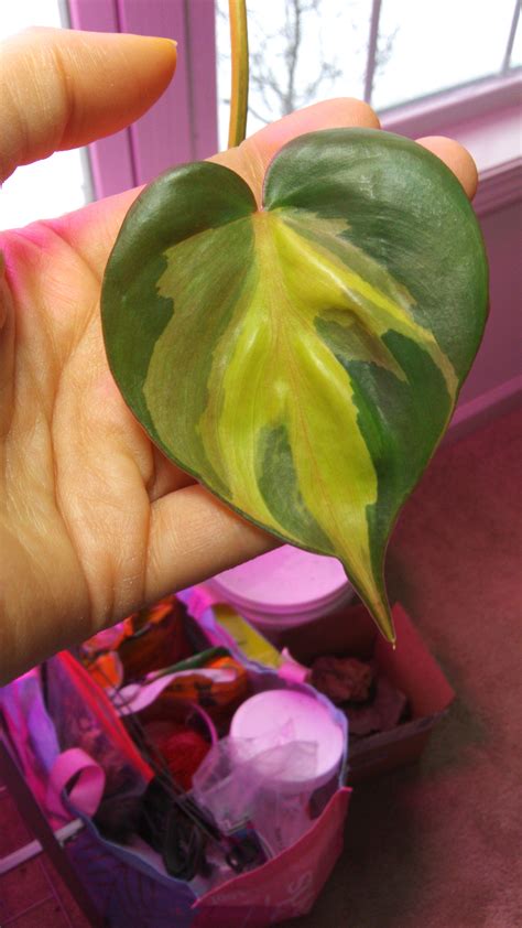 Which Pothos Might This Be Pink Veins I M In The Usa R Plants