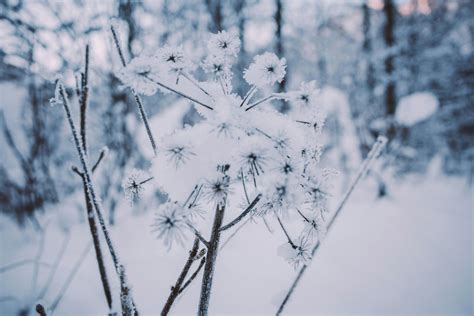 Strategies For Identifying And Managing Plant Diseases Wisconsin