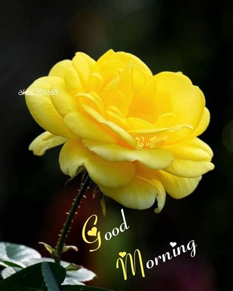 Best Good Morning Yellow Rose Good Morning Pictures