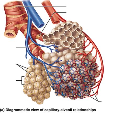 Diagrammatic view of capillary-alveoli relationships Diagram | Quizlet