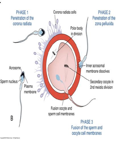 Embryology Flashcards Quizlet