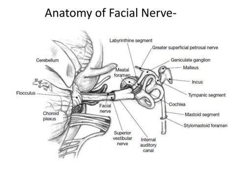 Facial Nerve Anatomy And Important Aspects Ppt