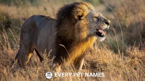 Good Male Female Lion Names Every Pet Names