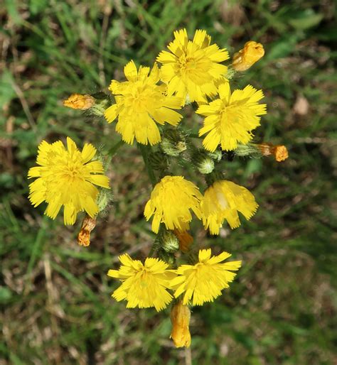 Meadow Hawkweed Hieracium Caespitosum Ward Pound Ridge R Flickr