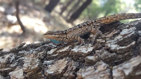 Discover 10 Amazing Lizards in Arizona - A-Z Animals