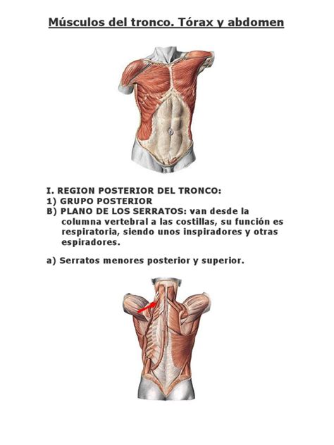 PDF Músculos del tronco 1 DOKUMEN TIPS