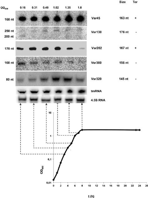 Expression Analysis Of Srnas By Northern Blots Total Rna Samples Were