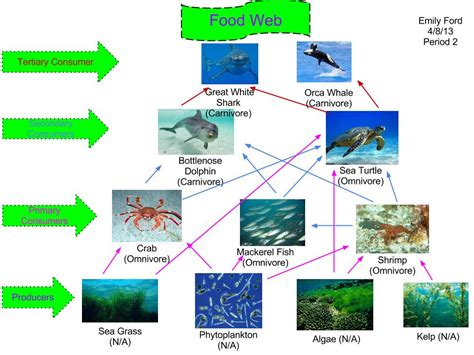 Bottlenose Dolphin Food Chain