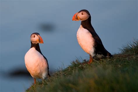 Puffin Tour Iceland Húsavík Original Whale Watching And Puffins