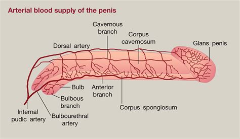 The Diagnosis And Management Of Acquired Urethral Stricture Disease