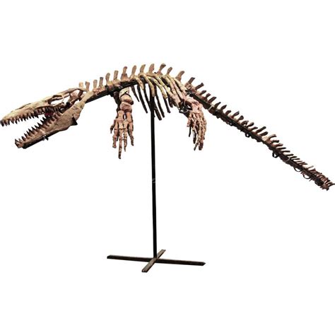 Fossilized Mosasaur Skeleton – Gold & Silver Pawn Shop